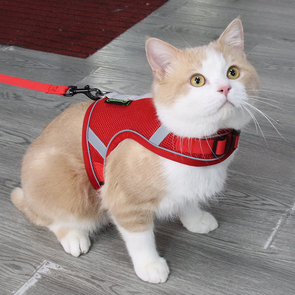 pet bet rope
